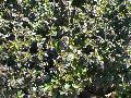 Rose Creek Abelia